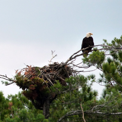 Eagle Cruise on Squam Lake